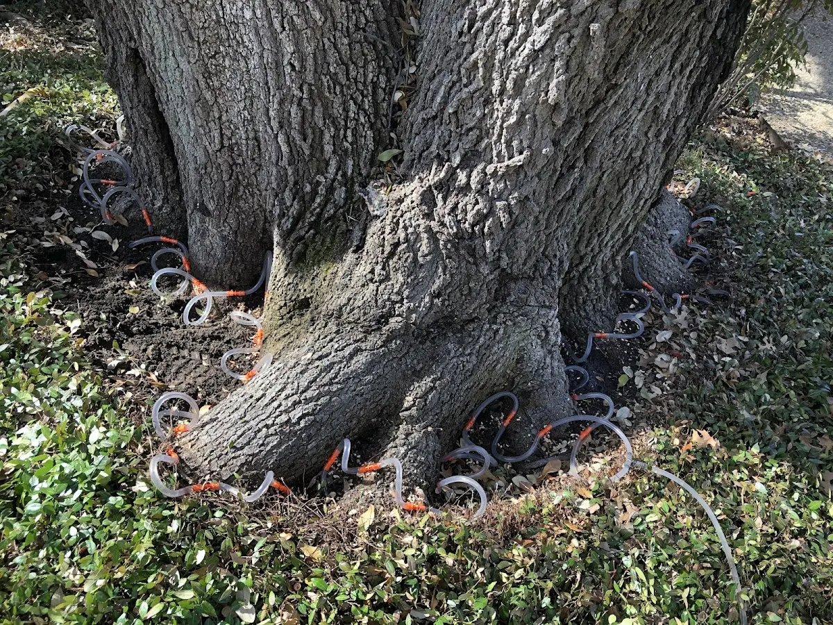 Detailed Tree Cabling and Bracing job site in Franklintown