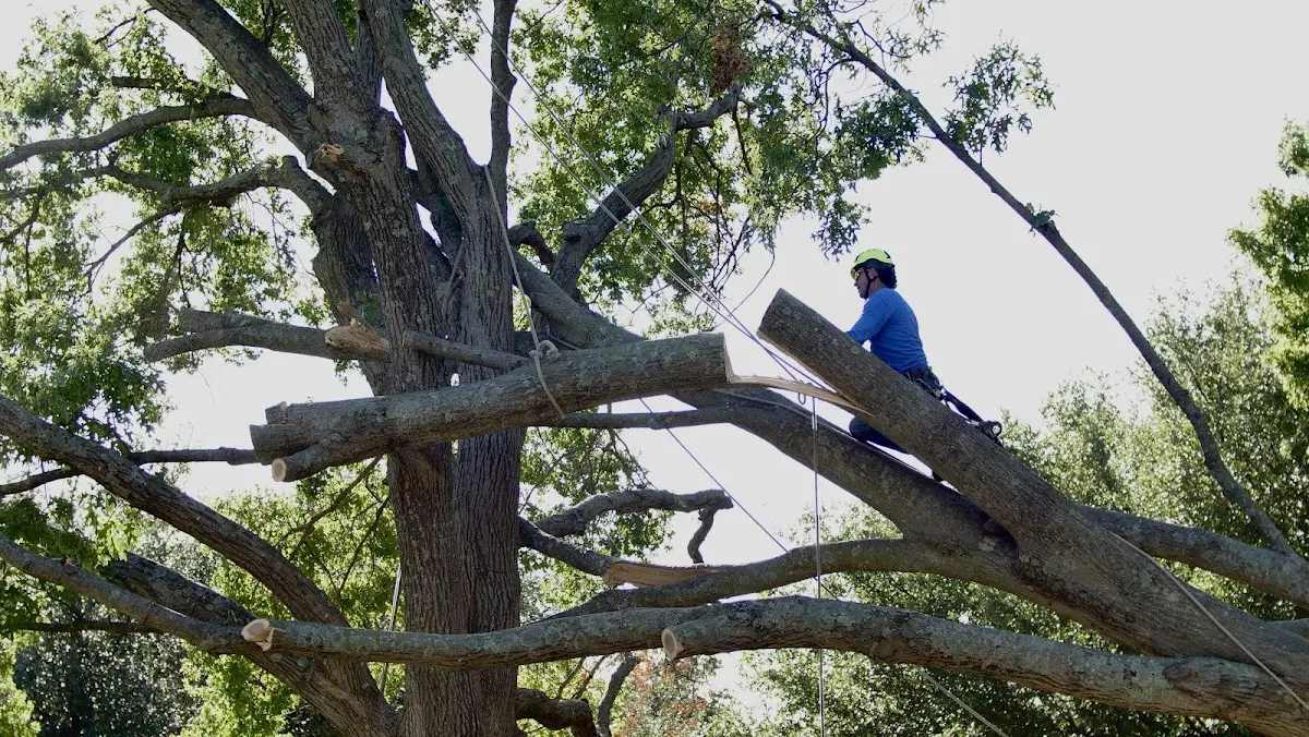 Professional Crown Thinning performed by certified arborists in Franklintown